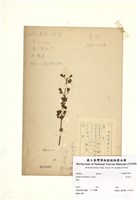 藏品(香苦草)的圖片